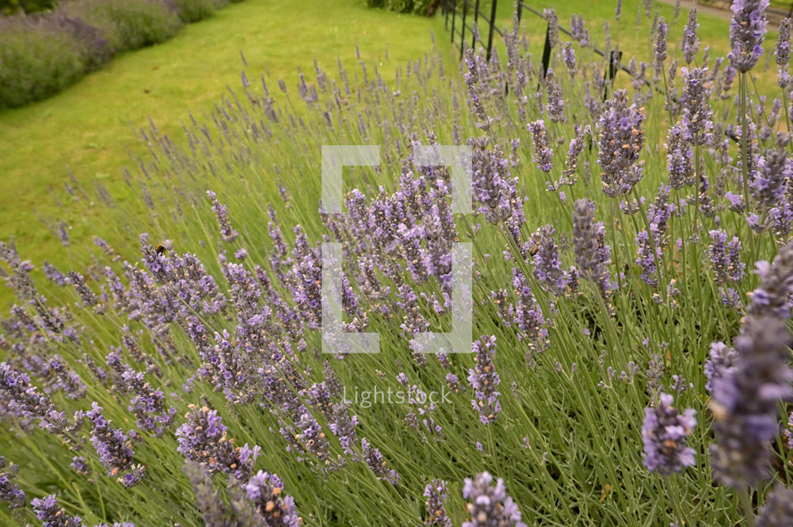 Lavender Flowers in Summer Garden