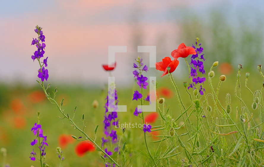 field of purple and red flowers 