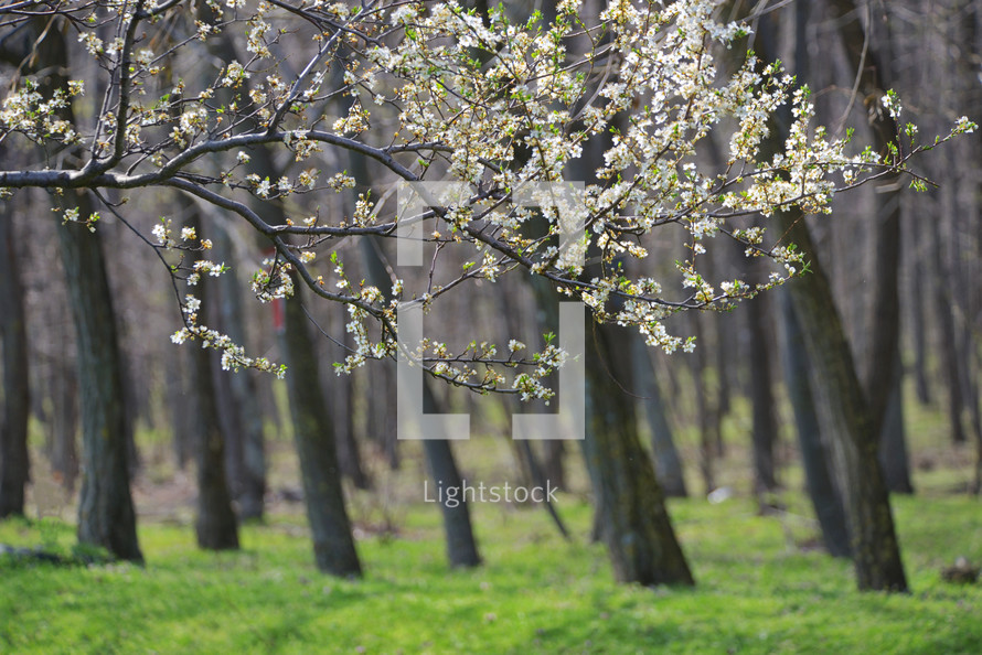 spring blossoming tree
