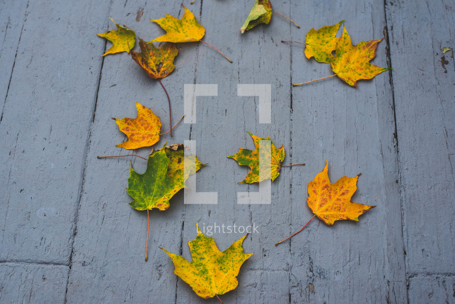 fall leaves on wood background 