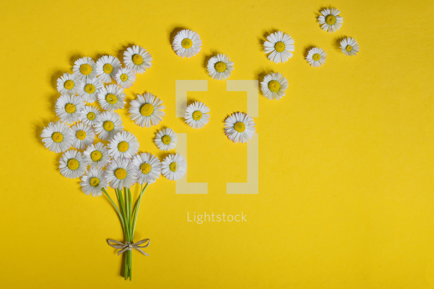 bouquet of white daisies 