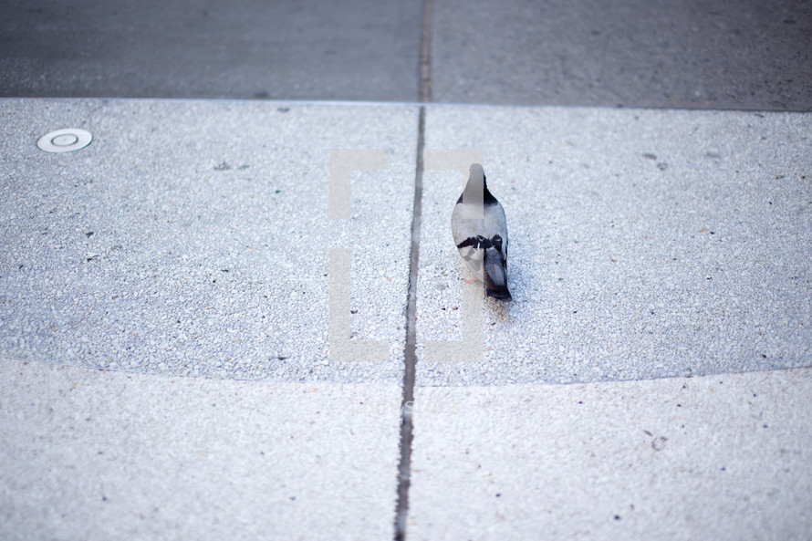 A pigeon on the sidewalk 