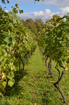 vineyard with rows of plants. 
vines, vineyard, vine, tendril, leaf, leaves, tendril of vine, vine stock, branch, branches, hold, hold on, clutch, hang on, stay, remain, dwell, continue, keep, grow, growth, growing, fruit, fructiferous, fruit setting, bear, yield, grapes, grape, acreage, vineyard cultivation, cultivation, harvest, harvesting, rich, vintner, winegrower, wine grower, nature, crop,  natural, plant, plants, outdoor, fruits, ripe, mellow, mellowly, autumn, fall,  kingdom of heaven, landowner, kingdom, parable, workers, Matthew 20, hire, hired, last, first, generous