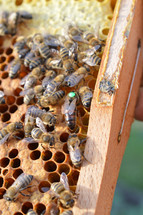 queen bee between other honey bees marked from the beekeeper with a green dot - easier to find in beekeeping and indicating the age of the queen 