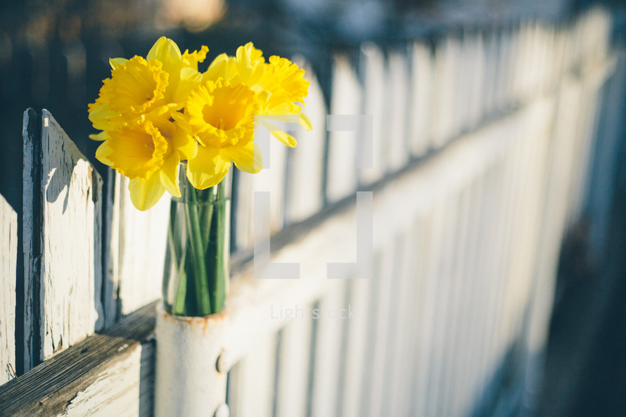 daffodils in a fence post 