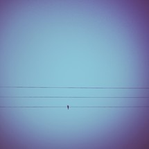 Bird on pole wire