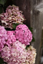 hydrangea flowers 