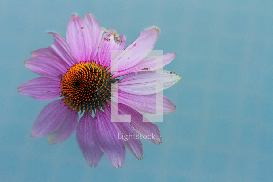 pink flower on blue background 