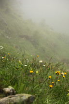 Field of wildflowers in the mist.
