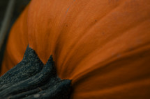 Close up of a pumpkin stalk