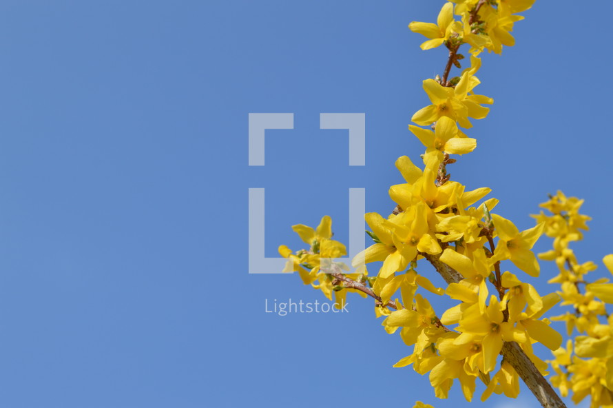 bright yellow forsythia in front of blue sky 