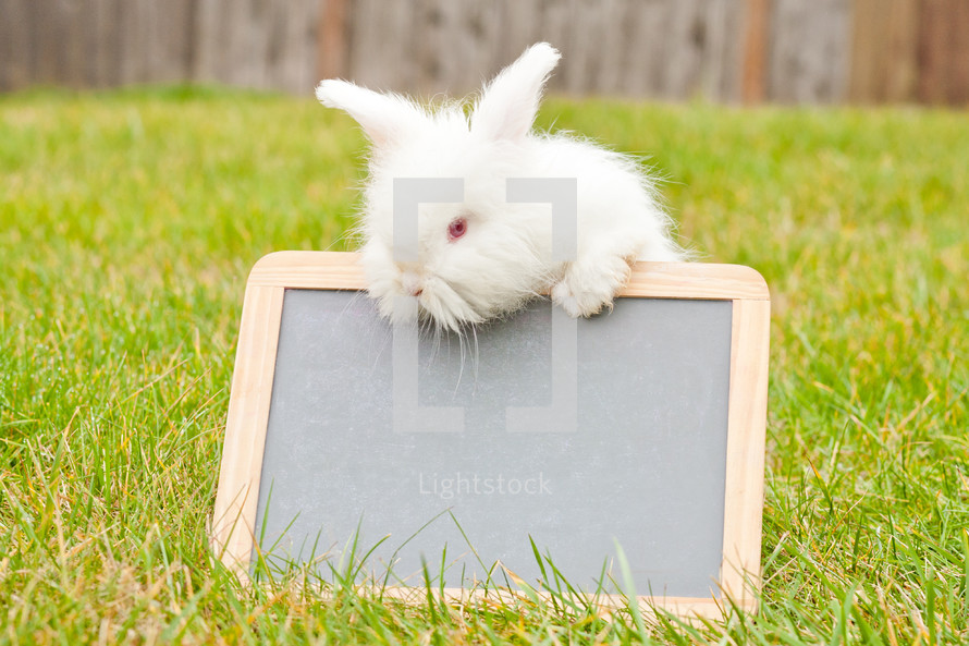 bunny and a chalkboard