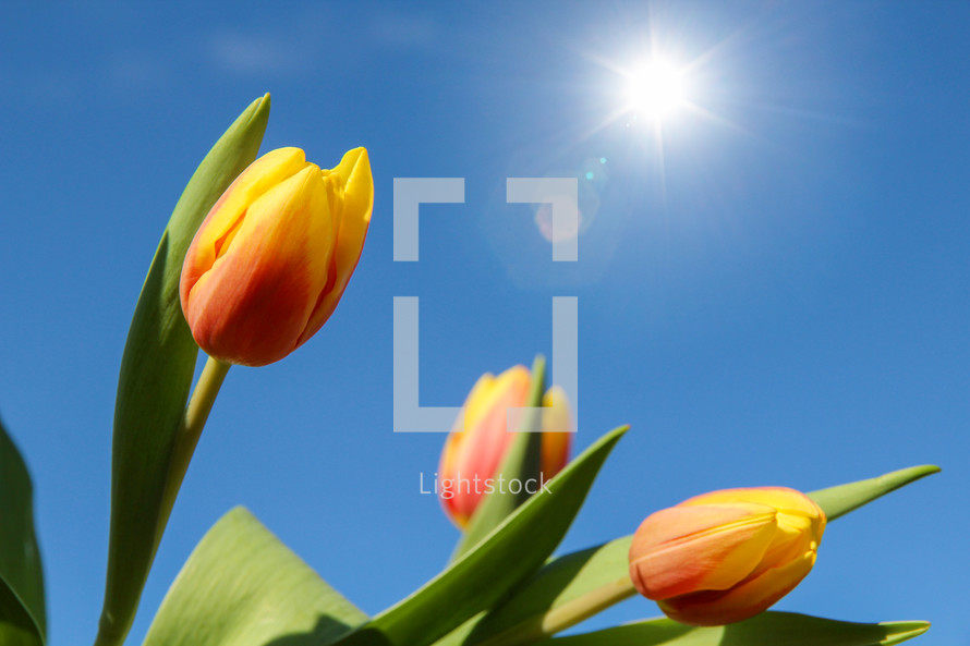 yellow tulips against a blue sky 
