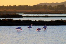 flamingoes in the wild 