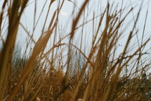 tall dried grasses