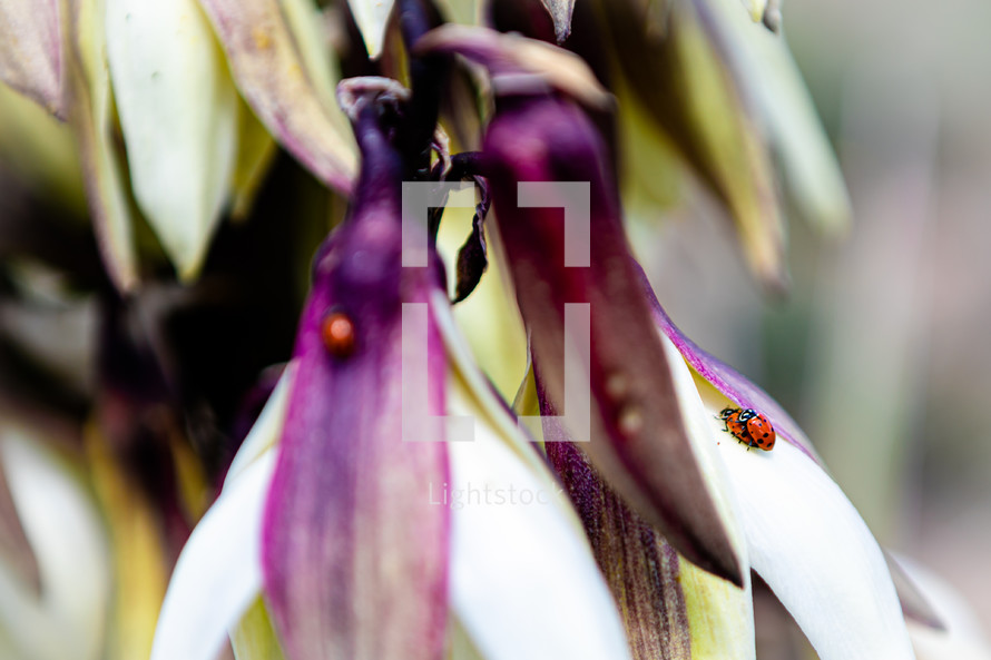 ladybugs on flowers 