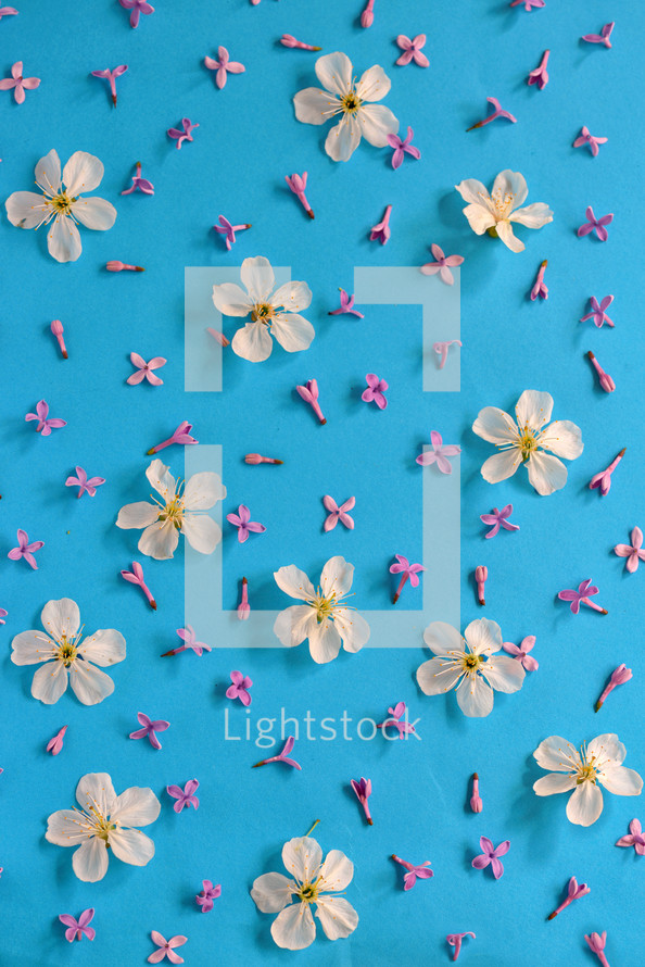 pink and white flowers on a blue background 