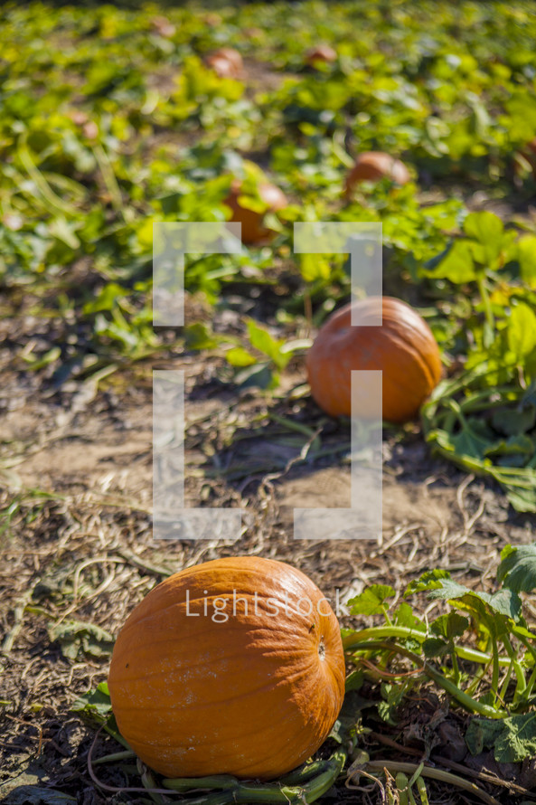 pumpkins on the vine in a pumpkin patch 
