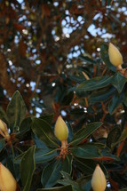 magnolia buds 