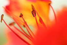 anthers on a red flower 
