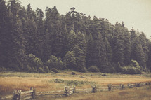 A long wooden fence in a meadow lined with a pine forest