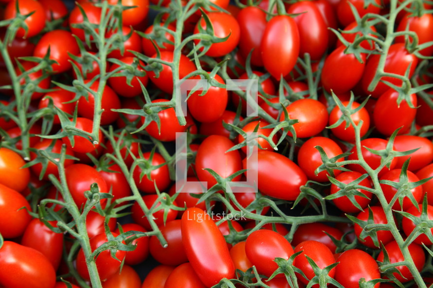 red cherry tomatoes on the stem 