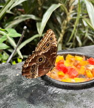 Beautiful brown tropical butterfly, Morpho Menelaus Didius,  eating fruits in Botanic Garden in Costa Rica.
