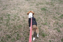 walking a beagle on a leash