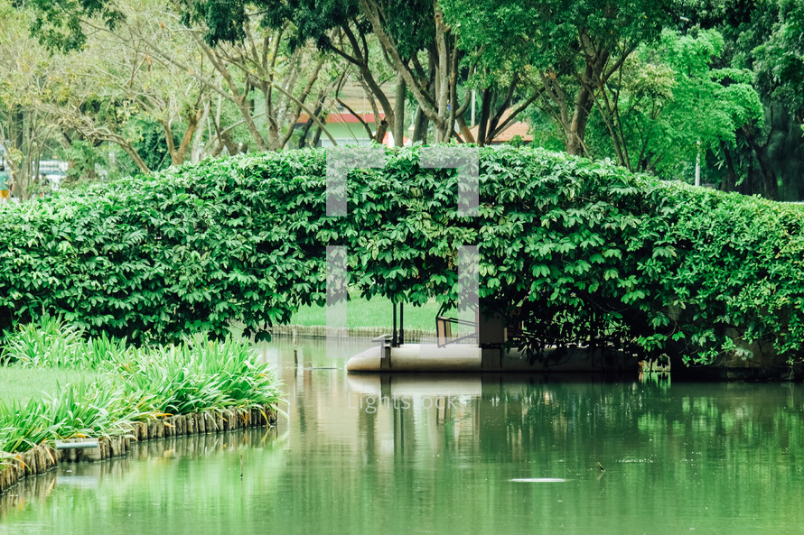 ivy on a bridge over a pond 