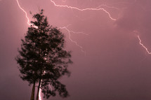 lightning striking a tree 
