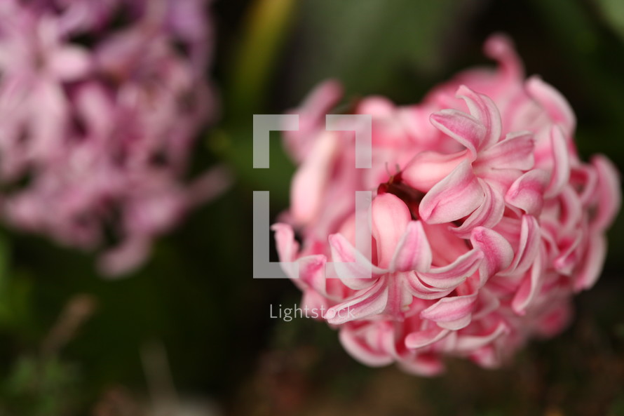pink flowers closeup 