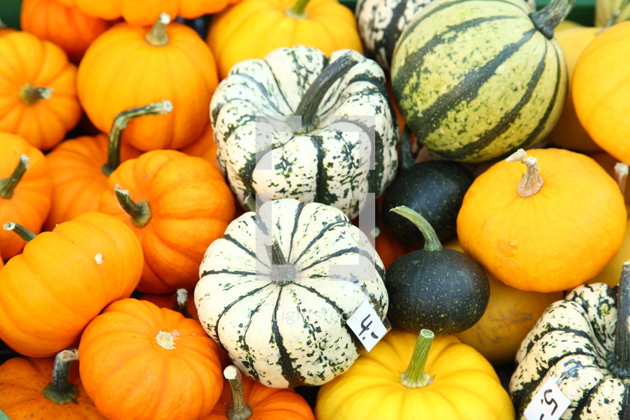 pile of pumpkins and gourds 