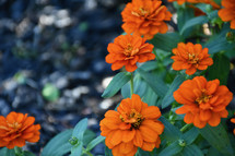 orange fall flowers 