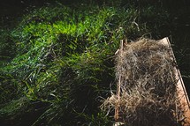 hay in a manger in grass 