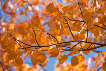 golden leaves on branches of a fall tree 