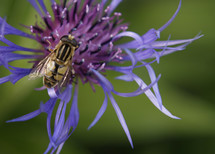 a fly on a purple flower 