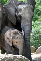 Mother elephant and baby elephant, 