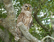 Brown owl in a tree