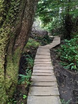 wood path through a forest 