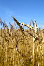 Dry wheat in an open field, ready for harvest 