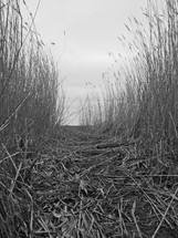 Dry wheat path
