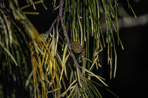 long pine needles 