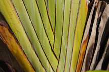 Palm tree fronds or branches 