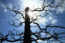 leafless old tree silhouette in a sunburst