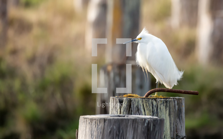 white egret on a piling 