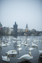 swans on a lake 