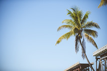 palm tree against a blue sky 