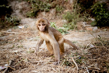 baby monkey 