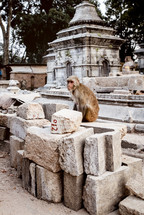 monkeys at ruins