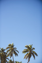 palm trees against a blue sky 